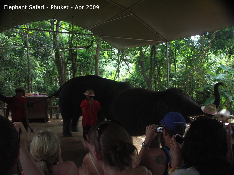 20090417_Half Day Safari - Elephant _37 of 104_.jpg